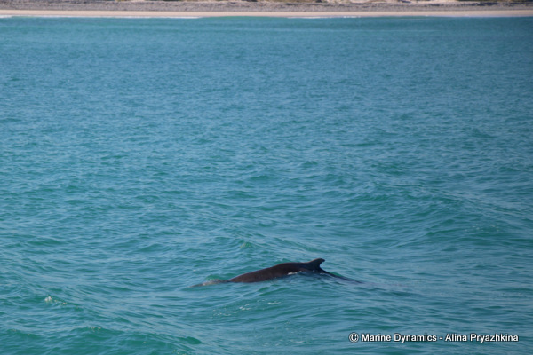 humpback dolphins